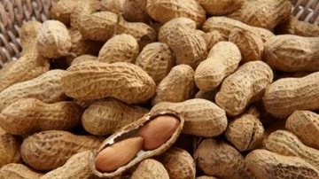 Osmaniye Yer Fıstığı Özellikleri ve Faydaları Nelerdir?