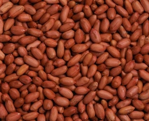 Yer Fıstığı Tohumu Nasıl Ekilir?