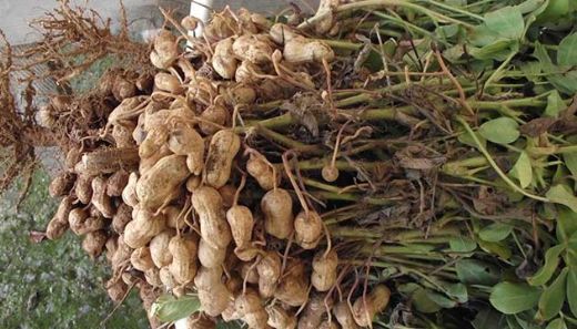 Yer Fıstığı Bitkisinin Faydaları Nelerdir?